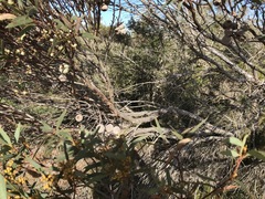 Eucalyptus buprestium