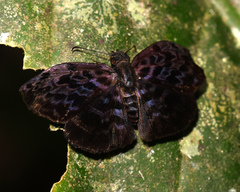 Cycloglypha thrasibulus