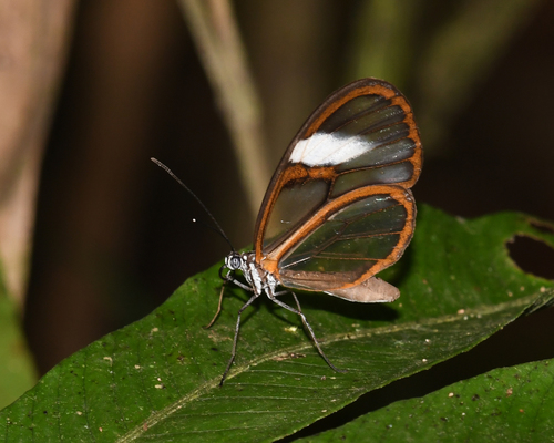 Heterosais nephele