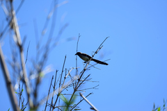 Dendrocitta formosae formosae