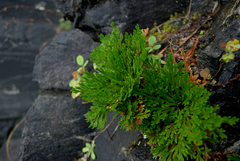 Selaginella tamariscina