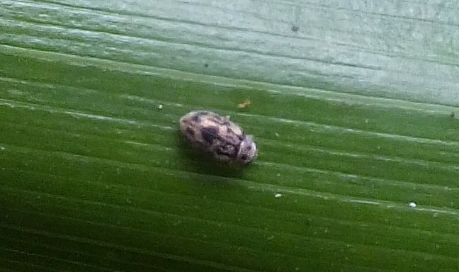 Malthacodes