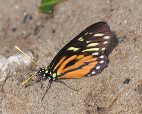Mariposa blanca tigre