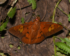 Euriphellus euribates