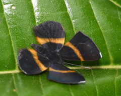 Parcella amarynthina