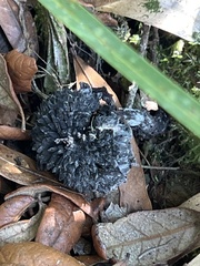 Strobilomyces strobilaceus image