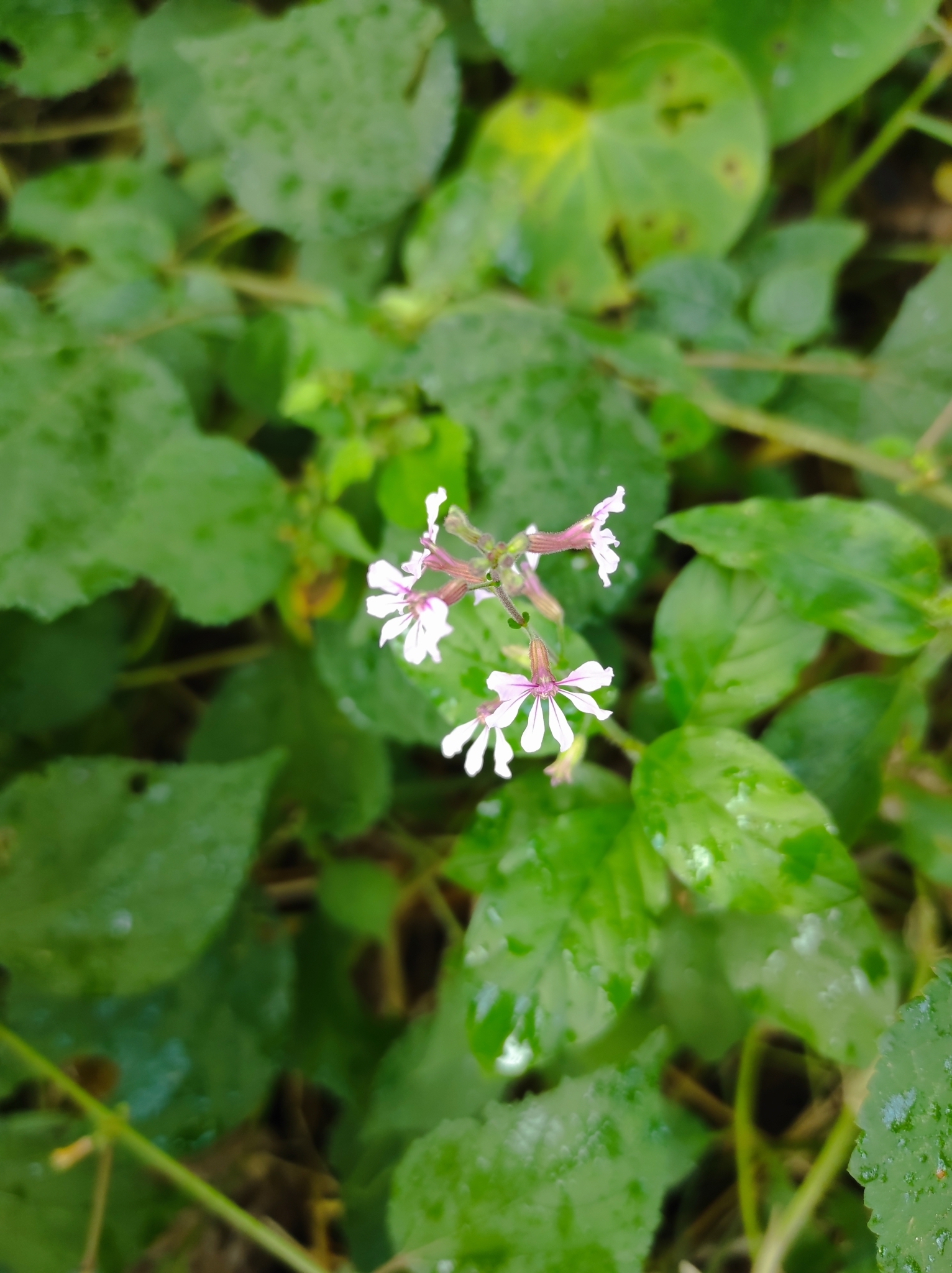 Cuphea racemosa