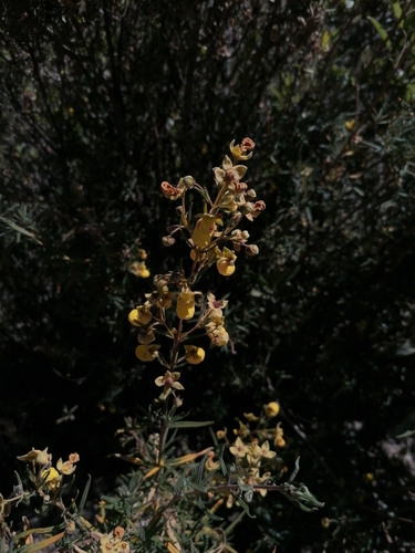 Calceolaria buchtieniana (Calceolaria buchtieniana)