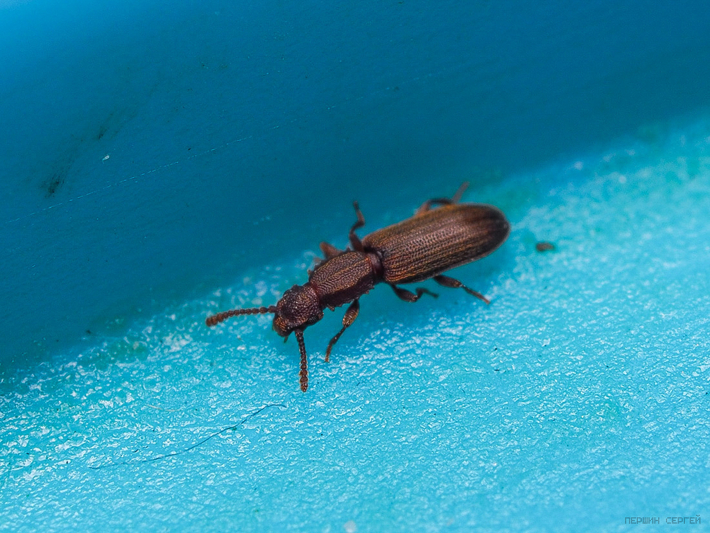 sawtoothed-grain-beetle-from