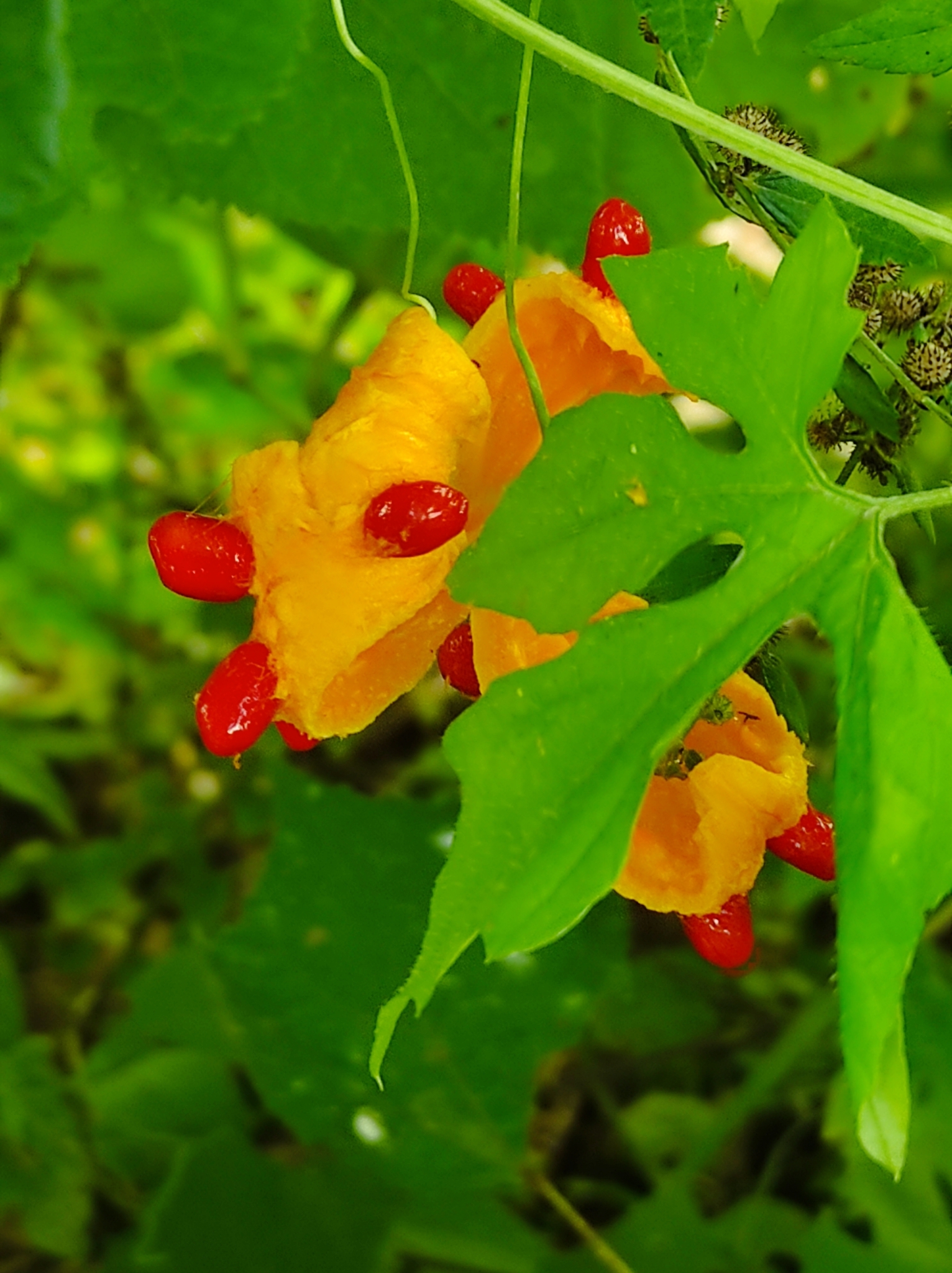 Momordica charantia