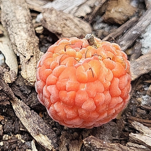 Storehousebush (Cudrania tricuspidata)