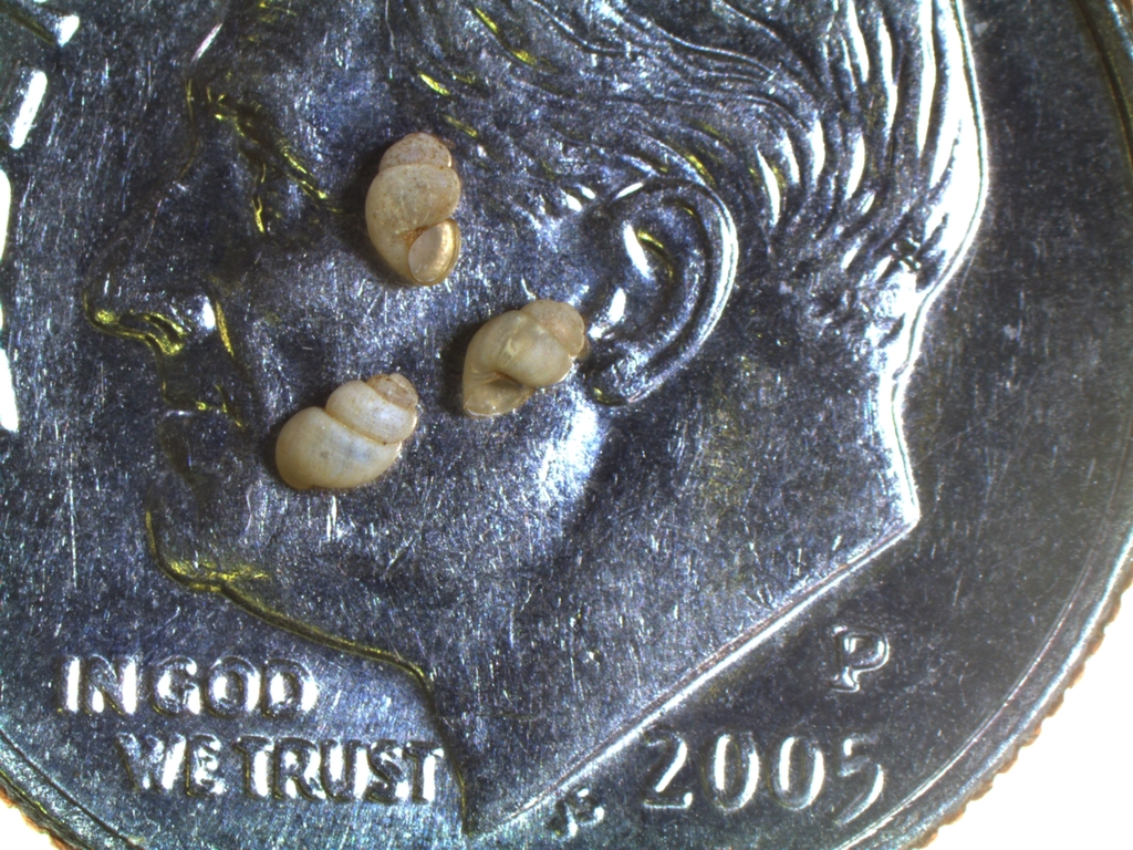 Potomac Springsnail