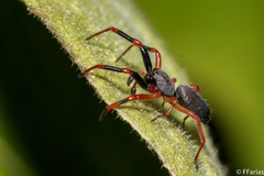 Trachelopachys