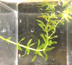 Hydrocharitaceae