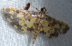 Eurrhyparodes tricoloralis