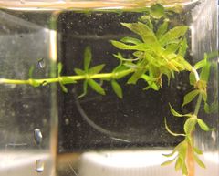 Hydrocharitaceae