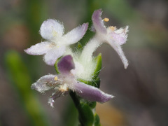 Lachnaea globulifera incana