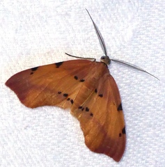Achrosis lithosiaria