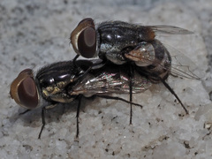 Miltogramminae