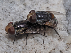 Miltogramminae