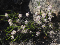 Lachnaea globulifera incana