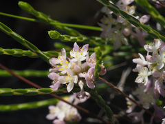 Lachnaea globulifera incana