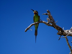 Merops superciliosus