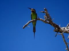 Merops superciliosus