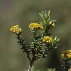 Helichrysum witbergense