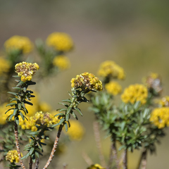 Helichrysum witbergense