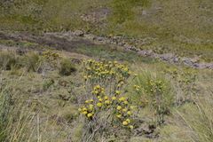 Helichrysum witbergense