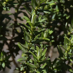 Helichrysum witbergense