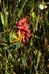 Indigofera discolor