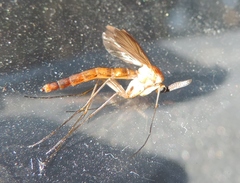 Keroplatus