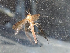 Keroplatus