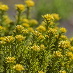 Helichrysum trilineatum