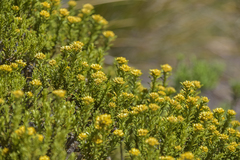 Helichrysum trilineatum
