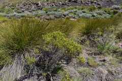 Helichrysum trilineatum