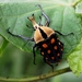Escarabajos de Las Flores - Photo (c) suncana, algunos derechos reservados (CC BY), subido por suncana
