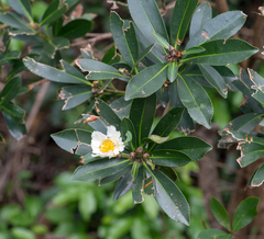 Theaceae