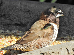 Spermestes cucullata scutata