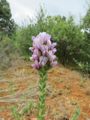Aspalathus cephalotes violacea
