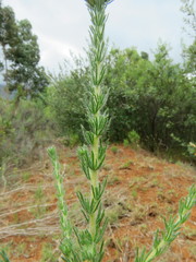 Aspalathus cephalotes violacea