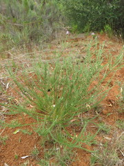 Aspalathus cephalotes violacea