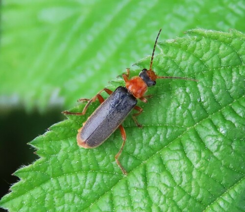 Cantharis lateralis, 4361 Westkapelle, Nederland, photo 6 of 10