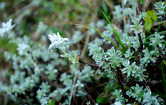 Leontopodium microphyllum