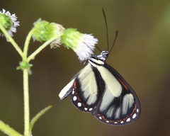 Ithomia salapia