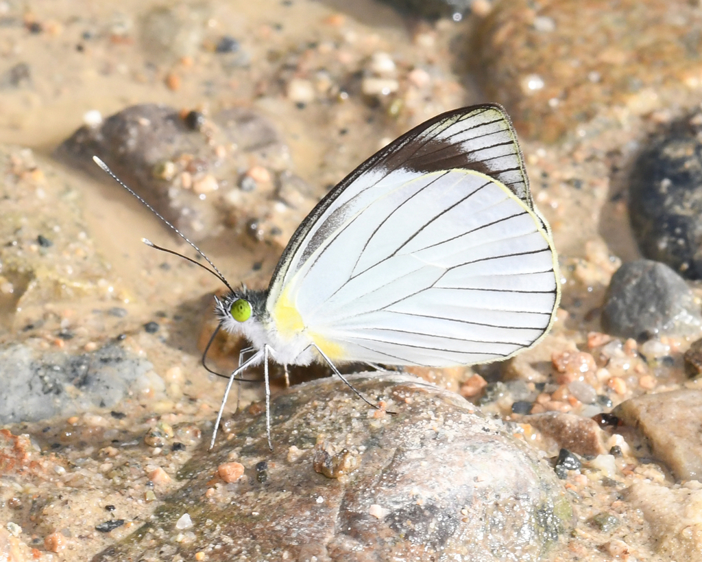 Leptophobia forsteri