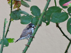 Spermestes cucullata scutata