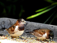 Spermestes cucullata scutata